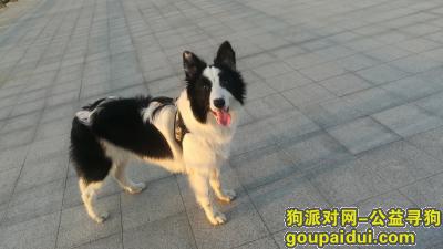 郑州寻狗边境牧羊犬边牧，它是一只非常可爱的宠物狗狗，希望它早日回家，不要变成流浪狗。