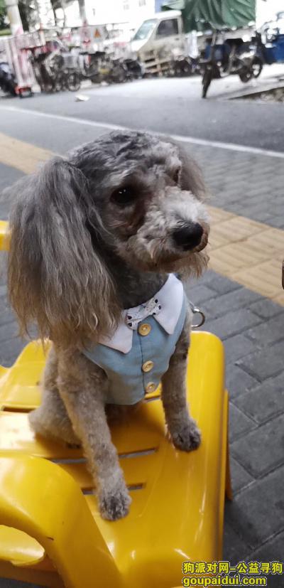 东莞寻狗启示，东莞南城蚝岗村内灰贵走失，它是一只非常可爱的宠物狗狗，希望它早日回家，不要变成流浪狗。