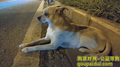 【昆明捡到狗】，彩云北路与赵溪村大桥交汇处有一只狗狗迷路了，它是一只非常可爱的宠物狗狗，希望它早日回家，不要变成流浪狗。