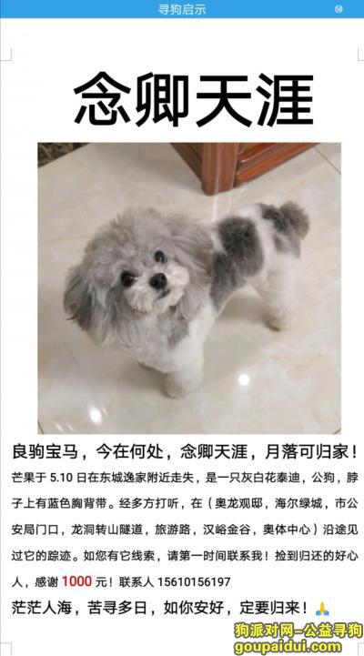 【济南找狗】，济南寻狗 灰白花泰迪，它是一只非常可爱的宠物狗狗，希望它早日回家，不要变成流浪狗。