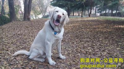 【三门峡找狗】，一岁半拉布拉多丢失，有项圈，联系13643980488，它是一只非常可爱的宠物狗狗，希望它早日回家，不要变成流浪狗。