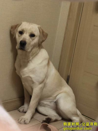 青岛李沧区重庆路寻找爱犬，它是一只非常可爱的宠物狗狗，希望它早日回家，不要变成流浪狗。