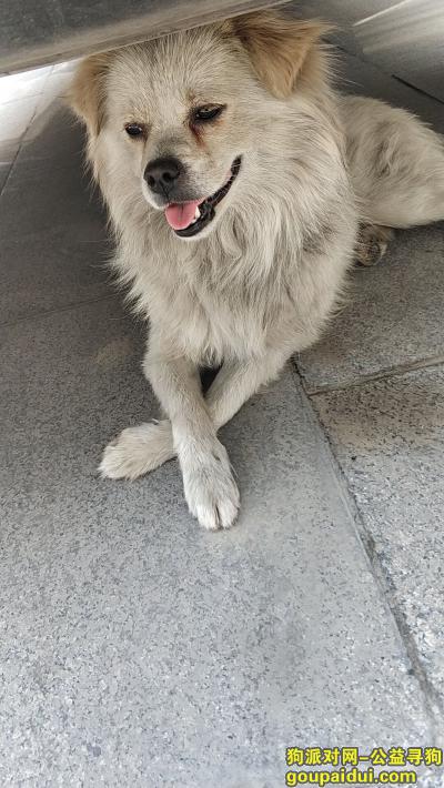 【邯郸捡到狗】，白毛黄耳朵狗狗在此逗留，它是一只非常可爱的宠物狗狗，希望它早日回家，不要变成流浪狗。