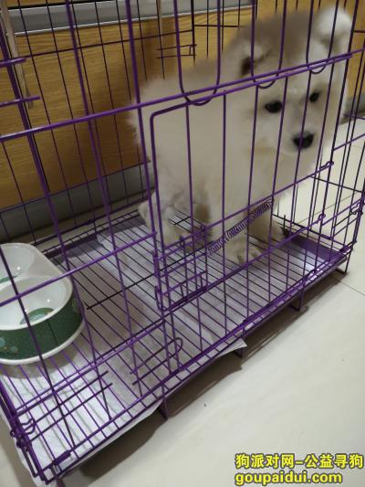【天津找狗】，寻萨摩幼犬，年龄2个月，它是一只非常可爱的宠物狗狗，希望它早日回家，不要变成流浪狗。