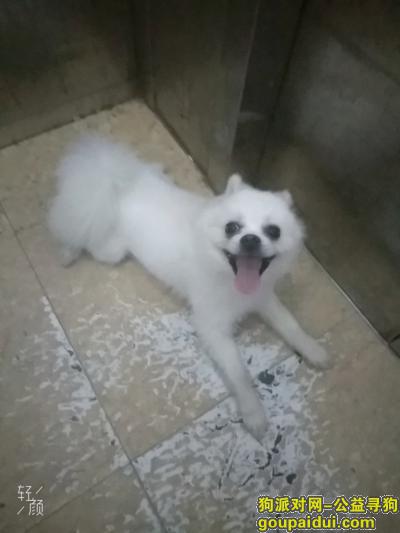 【南京找狗】，白色博美弟弟丢失18551753885，它是一只非常可爱的宠物狗狗，希望它早日回家，不要变成流浪狗。