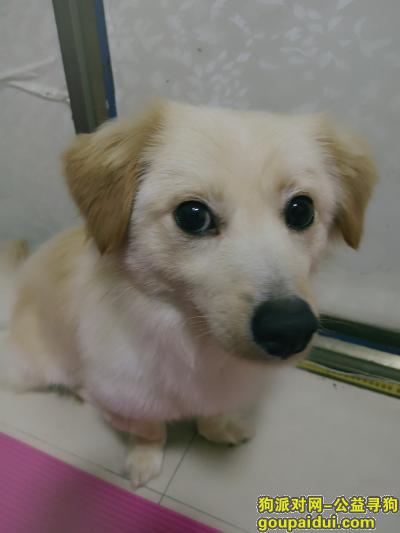 在义乌新词大酒店丢失一岁狗狗，体型和柯基差不多大，它是一只非常可爱的宠物狗狗，希望它早日回家，不要变成流浪狗。