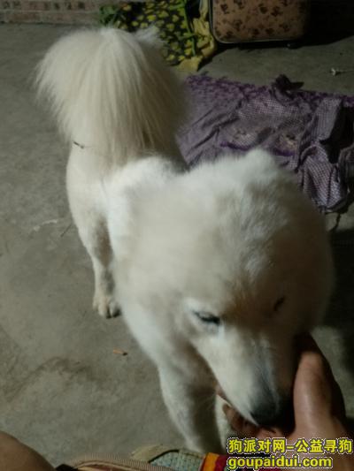 柳州捡到狗，柳州市捡到白的宠物狗，刚刚剪的毛，它是一只非常可爱的宠物狗狗，希望它早日回家，不要变成流浪狗。