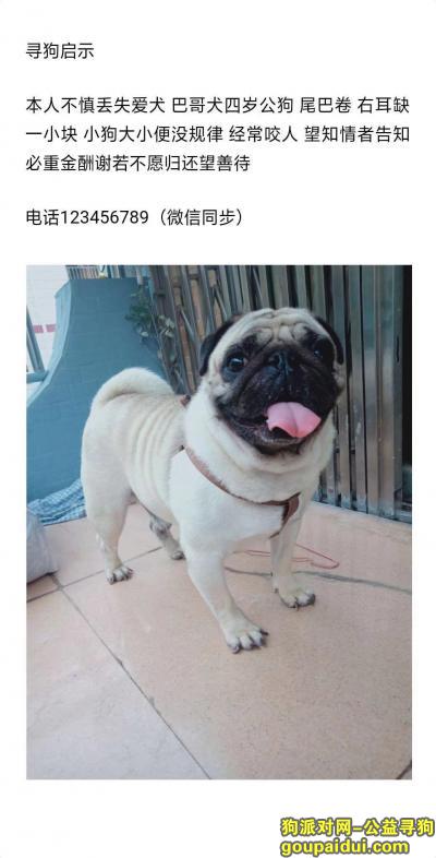 丢失巴哥犬，四川成都寻找巴哥犬重金酬谢，它是一只非常可爱的宠物狗狗，希望它早日回家，不要变成流浪狗。