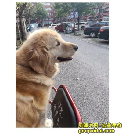 【北京找狗】，北京市海淀区马连洼附近丢失金毛爱犬，它是一只非常可爱的宠物狗狗，希望它早日回家，不要变成流浪狗。