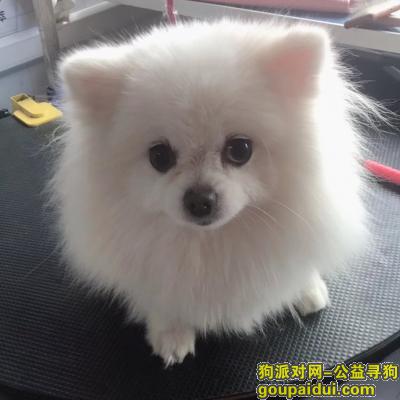 【天津找狗】，我家白色小博美走失请好心人帮忙，它是一只非常可爱的宠物狗狗，希望它早日回家，不要变成流浪狗。