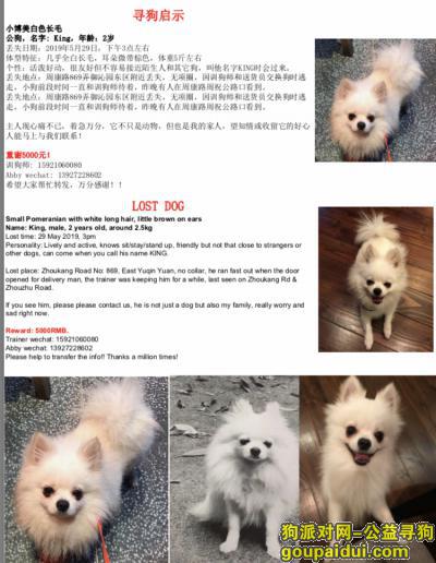 【上海找狗】，【重谢5000】白色博美，丢失在浦东，周康路周祝公路附，它是一只非常可爱的宠物狗狗，希望它早日回家，不要变成流浪狗。