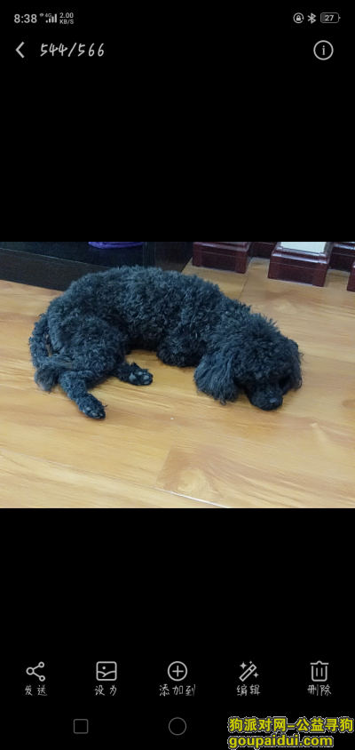 【西宁找狗】，爱犬黑色长尾泰迪狗丢失，它是一只非常可爱的宠物狗狗，希望它早日回家，不要变成流浪狗。