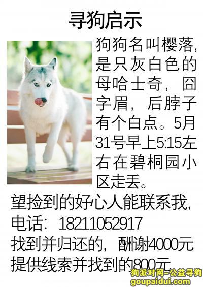 【北京找狗】，哈士奇丢失  好心人送还请联系18211052917 酬谢4000，它是一只非常可爱的宠物狗狗，希望它早日回家，不要变成流浪狗。