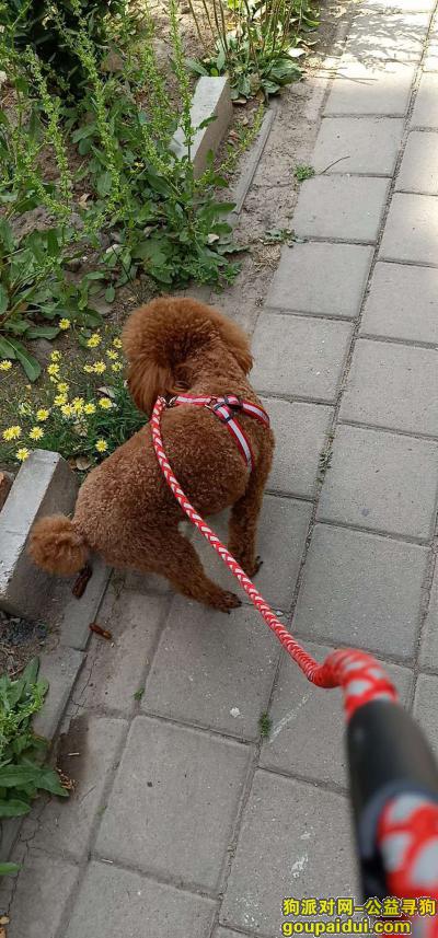 寻泰迪狗贝贝，于天津河北区走失，它是一只非常可爱的宠物狗狗，希望它早日回家，不要变成流浪狗。