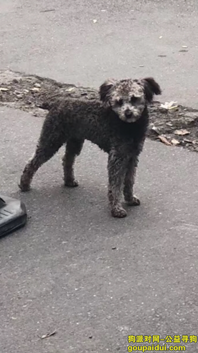 滨江区西铺路附近走失一只灰贵宾，它是一只非常可爱的宠物狗狗，希望它早日回家，不要变成流浪狗。