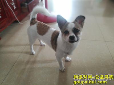 深圳寻狗启示，寻找我最重要的狗狗多多，它是一只非常可爱的宠物狗狗，希望它早日回家，不要变成流浪狗。