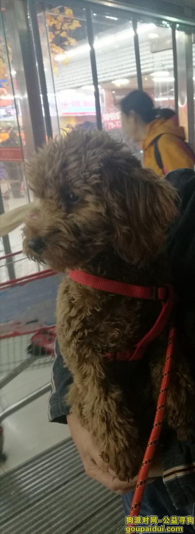 【北京找狗】，虎坊桥地铁站附近 棕色公泰迪丢失????，它是一只非常可爱的宠物狗狗，希望它早日回家，不要变成流浪狗。