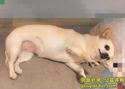 济南章丘寻 深黄色小母犬，重金感谢！，它是一只非常可爱的宠物狗狗，希望它早日回家，不要变成流浪狗。