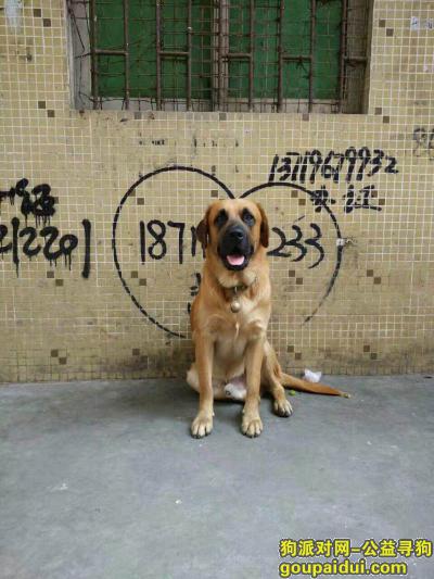 寻找家人多多 东莞高埗走失，它是一只非常可爱的宠物狗狗，希望它早日回家，不要变成流浪狗。
