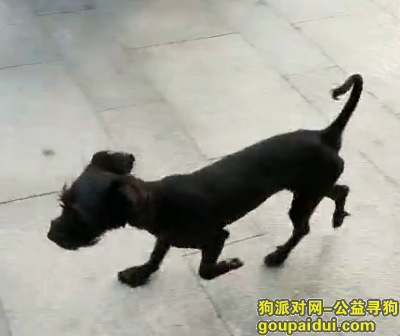青岛市南寻小黑串串狗，它是一只非常可爱的宠物狗狗，希望它早日回家，不要变成流浪狗。