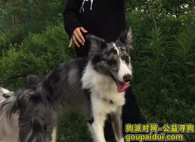南京寻狗启示，6月3日晚在广东路丢失陨石边牧一只，它是一只非常可爱的宠物狗狗，希望它早日回家，不要变成流浪狗。