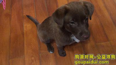 【上海捡到狗】，普陀区大华一路大华路附近 巧克力色疑似拉布拉多，它是一只非常可爱的宠物狗狗，希望它早日回家，不要变成流浪狗。