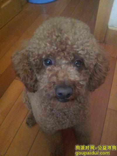 【青岛找狗】，青岛昌化路人民路口6.3晚上丢失一只泰迪，它是一只非常可爱的宠物狗狗，希望它早日回家，不要变成流浪狗。