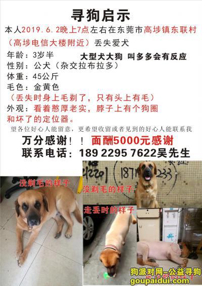 【东莞找狗】，东莞高埗走失大型犬  重酬5000元，它是一只非常可爱的宠物狗狗，希望它早日回家，不要变成流浪狗。