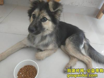 上海闵行七莘路捡到一只小狗，寻找主人，它是一只非常可爱的宠物狗狗，希望它早日回家，不要变成流浪狗。
