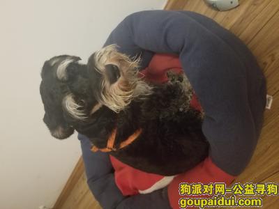 重庆捡到黑色雪拉瑞寻主人，它是一只非常可爱的宠物狗狗，希望它早日回家，不要变成流浪狗。