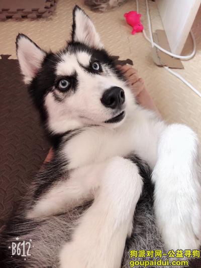 温州找狗，哈士奇，名字：kiko，母1岁左右，它是一只非常可爱的宠物狗狗，希望它早日回家，不要变成流浪狗。