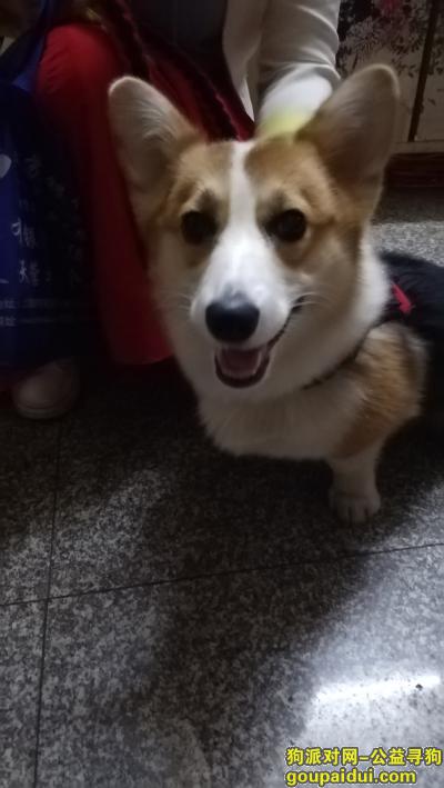 【上海找狗】，寻狗我家的爱犬皮皮妹妹，它是一只非常可爱的宠物狗狗，希望它早日回家，不要变成流浪狗。