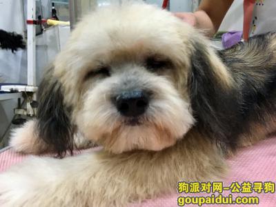 寻找西施犬，寻找在上海丢失的狗狗谢谢大家，它是一只非常可爱的宠物狗狗，希望它早日回家，不要变成流浪狗。