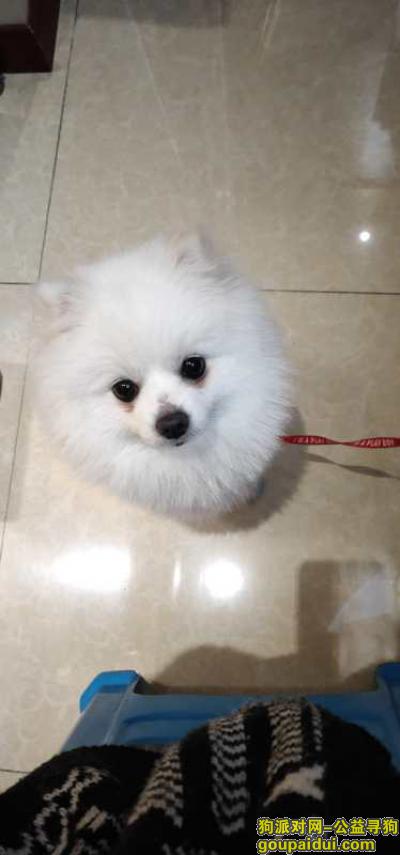 白色博美，于6月四日下午在重庆观音桥茂业天地二十一楼走丢，它是一只非常可爱的宠物狗狗，希望它早日回家，不要变成流浪狗。