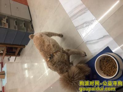 深圳找狗主人，福田附近捡到一只泰迪，它是一只非常可爱的宠物狗狗，希望它早日回家，不要变成流浪狗。