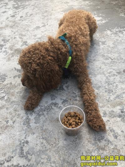 湖州寻狗网，长兴县海兴桥附近6月5号捡到一只疑似比熊（泰迪）的狗狗!!!，它是一只非常可爱的宠物狗狗，希望它早日回家，不要变成流浪狗。