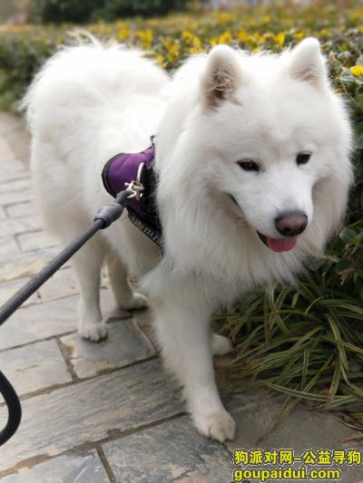 盐城丢狗，寻找家里丢失的萨摩耶狗，它是一只非常可爱的宠物狗狗，希望它早日回家，不要变成流浪狗。