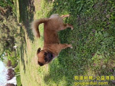 【北京找狗】，海淀区四季青佟家坟 2019.6.7下午三点丢失黄色黑脸小土狗一条 名叫肉肉，它是一只非常可爱的宠物狗狗，希望它早日回家，不要变成流浪狗。