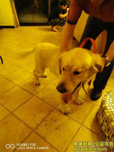 上海找狗主人，捡到金毛狗狗一只 ，红色项圈，它是一只非常可爱的宠物狗狗，希望它早日回家，不要变成流浪狗。