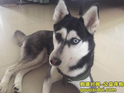 郑州寻狗启示，2019年6月8号早晨在经七路中亨文华苑跑丢，它是一只非常可爱的宠物狗狗，希望它早日回家，不要变成流浪狗。