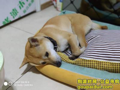 【重庆找狗】，民心佳园C区寻狗启示，它是一只非常可爱的宠物狗狗，希望它早日回家，不要变成流浪狗。
