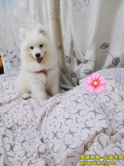 萨摩耶五个月左右纯白色，它是一只非常可爱的宠物狗狗，希望它早日回家，不要变成流浪狗。