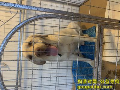 北京捡到拉布拉多，失主看到联系，它是一只非常可爱的宠物狗狗，希望它早日回家，不要变成流浪狗。