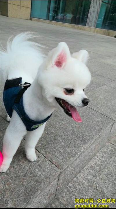 寻狗：白色博美公狗活泼，它是一只非常可爱的宠物狗狗，希望它早日回家，不要变成流浪狗。