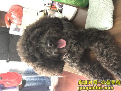 嘉兴找狗，嘉善县枫南小区寻爱犬，它是一只非常可爱的宠物狗狗，希望它早日回家，不要变成流浪狗。