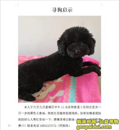 【唐山找狗】，六月九日中午在唐山十九个庄丢失黑色泰迪，它是一只非常可爱的宠物狗狗，希望它早日回家，不要变成流浪狗。