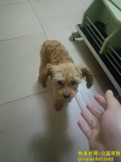 在青岛李沧邢台路同盛苑6号楼下6月13日上午丢失一只浅棕色小泰迪，它是一只非常可爱的宠物狗狗，希望它早日回家，不要变成流浪狗。