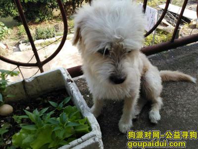 上海找狗，狗狗走丢了，看到的或是捡到的好心人请联系我们，它是一只非常可爱的宠物狗狗，希望它早日回家，不要变成流浪狗。