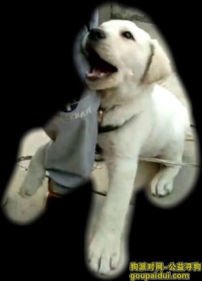 南通寻狗启示，重金找白色拉布拉多如皋市火车站附近，它是一只非常可爱的宠物狗狗，希望它早日回家，不要变成流浪狗。