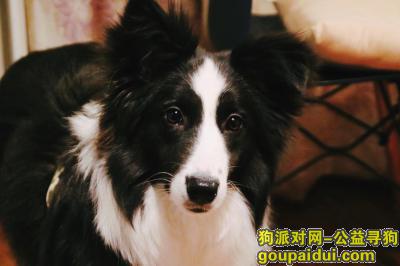 【北京找狗】，北京寻狗 边牧犬 母，它是一只非常可爱的宠物狗狗，希望它早日回家，不要变成流浪狗。